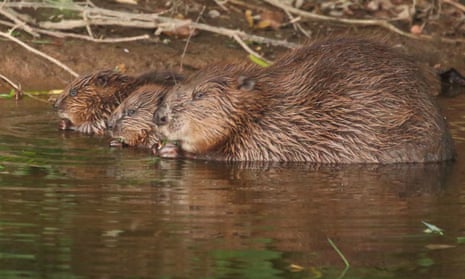 A female beaver with kits in Devon. 