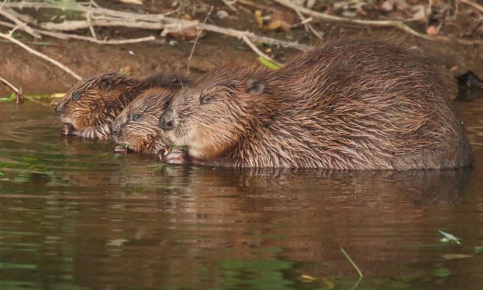 Eurasian beaver family in Devon; photo Michael Symes/Devon Wildlife Trust/PA