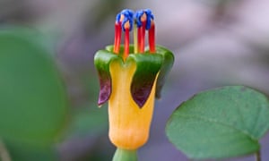 Close up of the colourful Fuchsia procumbens
