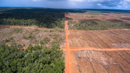 Oil palm plantations in Papua