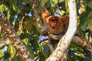 A proboscis monkey in a tree next to the Kinabatangan River, in Sukau, Borneo