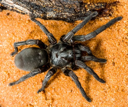 A brush-footed trap-door spider, one of more than 50 new species of spider discovered by scientists in a 10-day trip to Cape York last month.