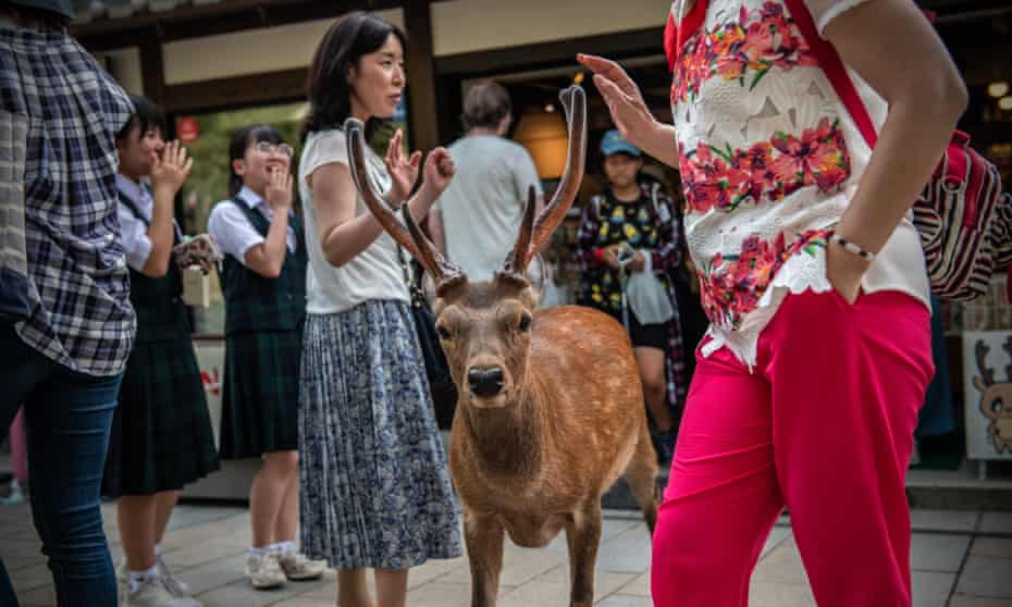 Nara’s free-roaming deer have become a huge attraction for tourists