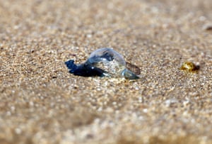 A jellyfish-like creature with a large transparent bubble on its dark body lies on the sand