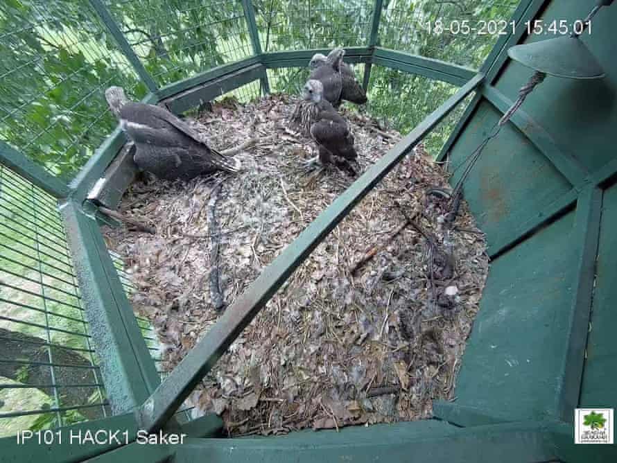 young falcons in the 'hack'