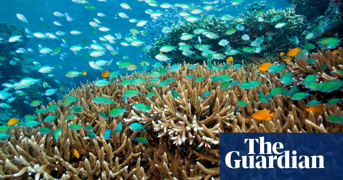 Ocean acidification can cause mass extinctions, fossils reveal