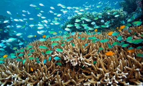 Blue-green chromis schooling above finger corals underwater near Menjangan island