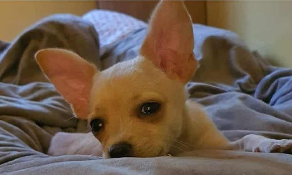 Raya, the chihuahua puppy, is now to be put up for adoption in Bulgaria.