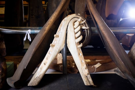 Deformed/contorted sperm whale jaw.