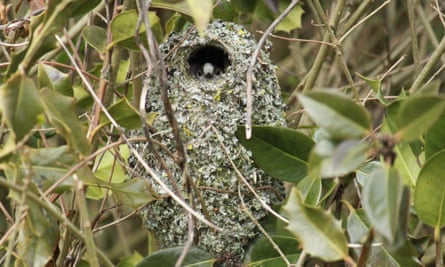 A long-tailed tit peeking out from its nest
