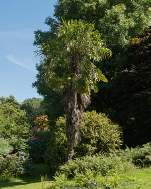 They are happy here - the palm of a Chinese windmill at home in Devon.