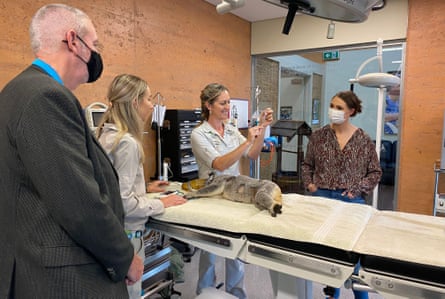 A woman holds up a syringe standing next to a koala lying on a hospital bed. Another woman stands on the other side of the bed and a man and a woman wearing face masks stand beside them