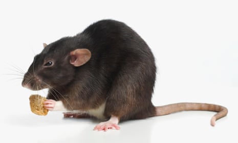 architect verwarring oud What does Dorset's 21-inch mega-rat tell us about food and the modern era?  | Mammals | The Guardian