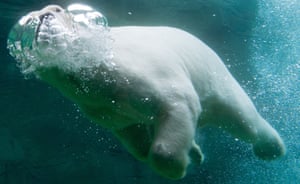 Rostock, Germany Akiak the Polar bear swims in its pool at Rostock zoo in northeastern Germany