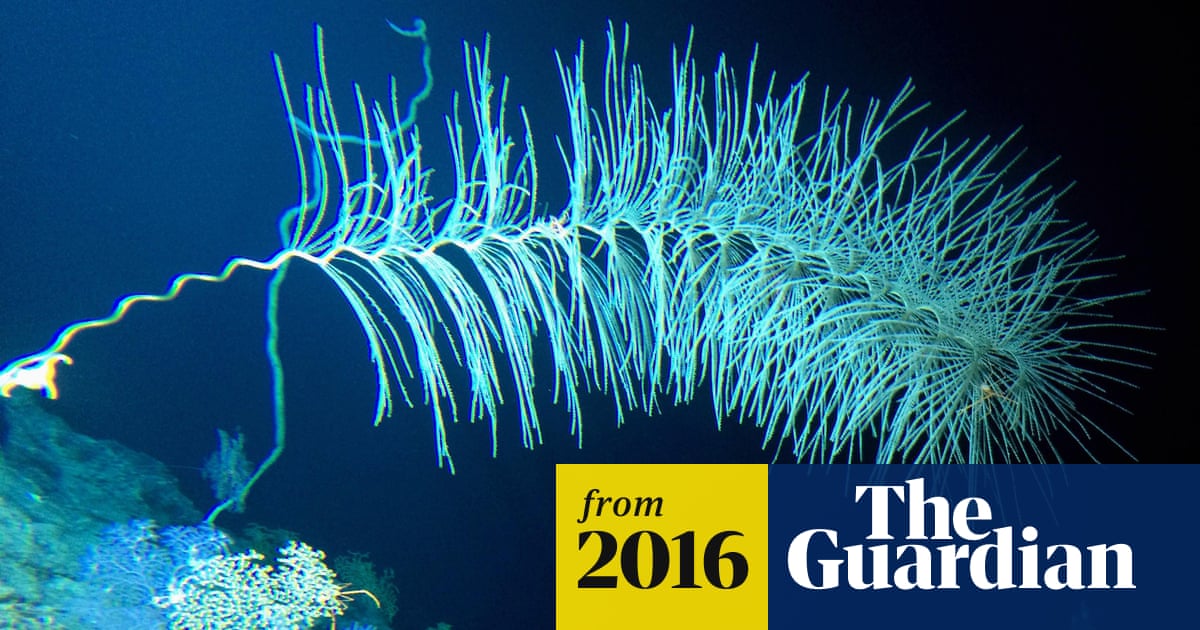 Pacific Ocean S Hidden Wonders Revealed On Dive To Underwater