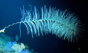Pacific Ocean S Hidden Wonders Revealed On Dive To Underwater