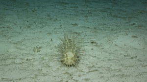 new deep sea species
