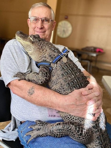 A man sits in a chair holding a 5.5ft alligator to his chest like a baby.