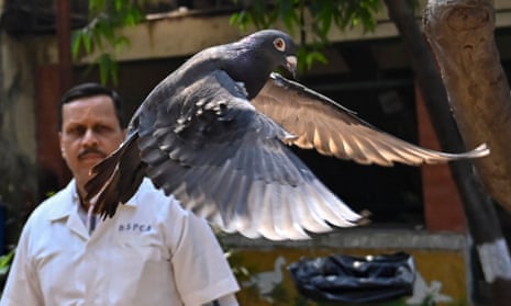 A pigeon that was captured eight months ago is released at a vet hospital in Mumbai, India.