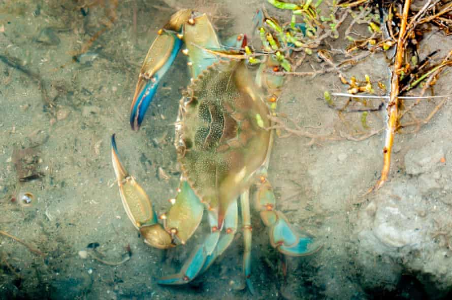 El agresivo cangrejo azul del Atlántico, asesinado en un río en España, también es una amenaza para los jóvenes mejillones de abanico.