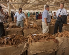 uganda tobacco services Uganda's tobacco laws could see farmers' livelihoods go up in smoke | Natural resources and development uganda tobacco services Uganda's tobacco laws could see farmers' livelihoods go up in smoke | Natural resources and development