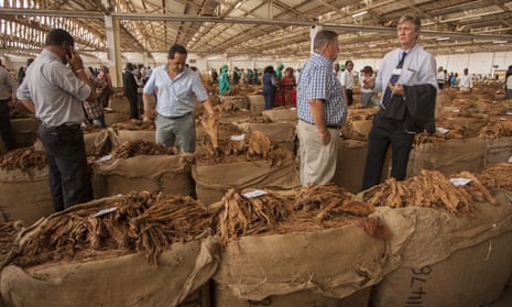 Buyers at a Malawi auction house inspect tobacco, a cornerstone of the economy and its second largest employer.