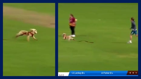 Spaniel Vettori: Dog retrieves ball during Women's All-Ireland T20 Cup semi-final – video