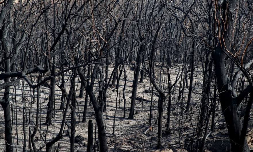 Dead trees mark the scorched landscape after a wildfire in Kangaroo Valley, New South Wales, Australia.