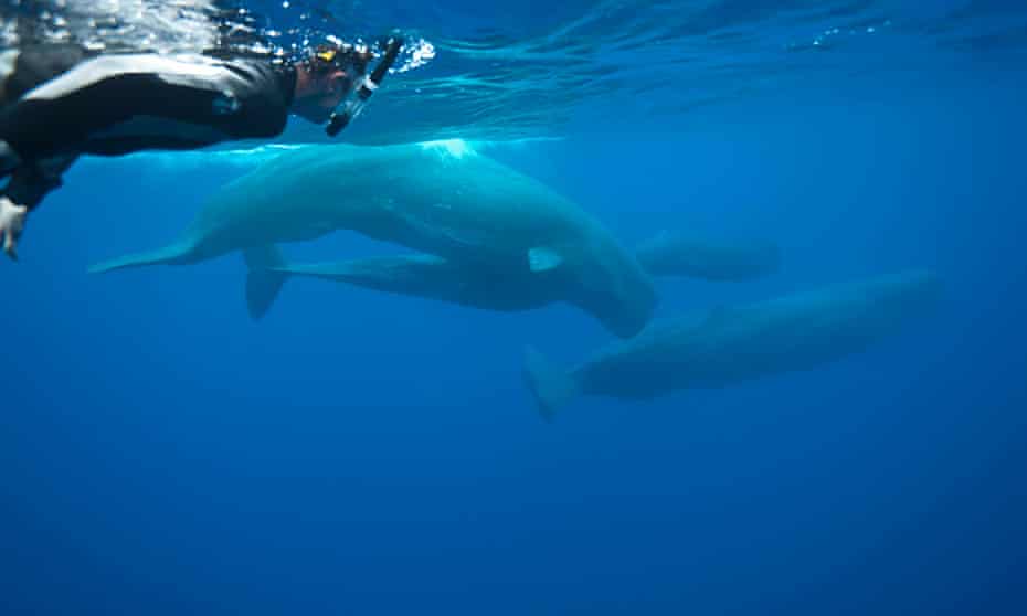 The author swimming with sperm whales in the Azores