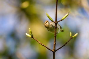 A chiffchaff