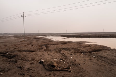 A decomposing carcass lies on bare mud with a small channel