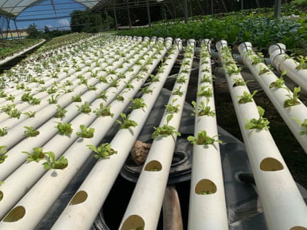 Inside a large greenhouse, plants poke out from holes in long tubes.