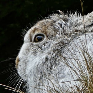 Peak District mountain hare sheltering from the biting wind