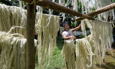 Drying of pineapple fibres in the Philippines to make Pinatex.
