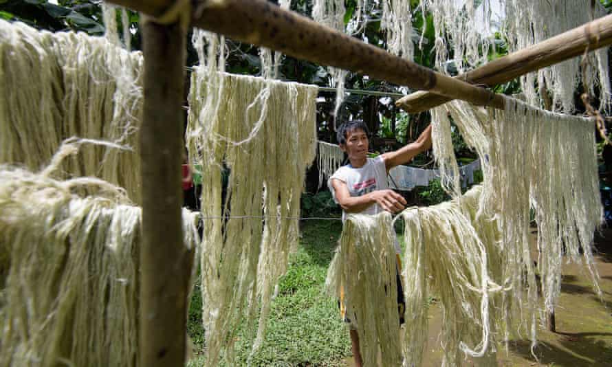 Secado de fibras de piña en Filipinas para hacer Pinatex.