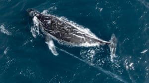 An adult humpback whale has been spotted just south of Sydney Harbour, Australia, in distress after it became entangled in rope and trailing a buoy.