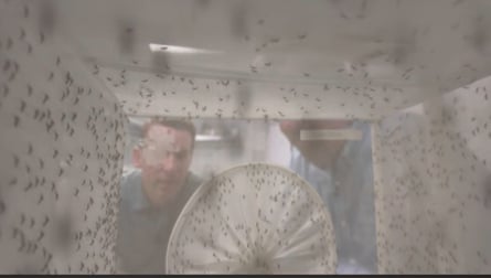 Mosquitoes behind a screen.
