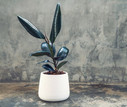Ficus rubber tree in a white ceramic pot