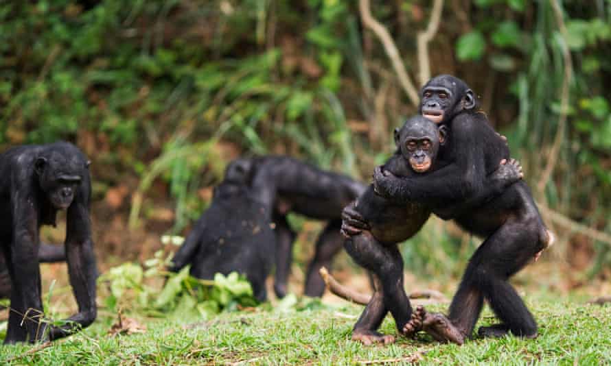 bonobo juveniles hugging at the lola ya bonobo sanctuary, democratic republic of the congo.