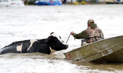 A cow is rescued from a flooded barn in Abbotsford, British Columbia, 16 November 2021.