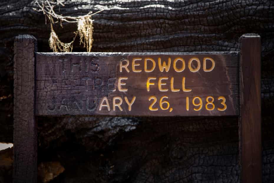 A large redwood tree, which fell decades ago, was a favorite stop in the old-growth grove in Big Basin. Flames swept over the base of the giant tree and half of the sign introducing it.