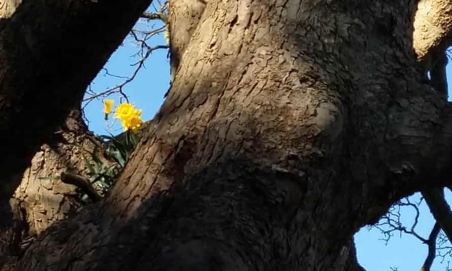 Daffodils growing in a tree