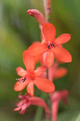 Watsonia hybrid.