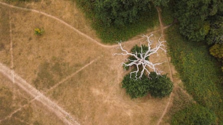 An aerial view of parched and yellowed grass in a London park.