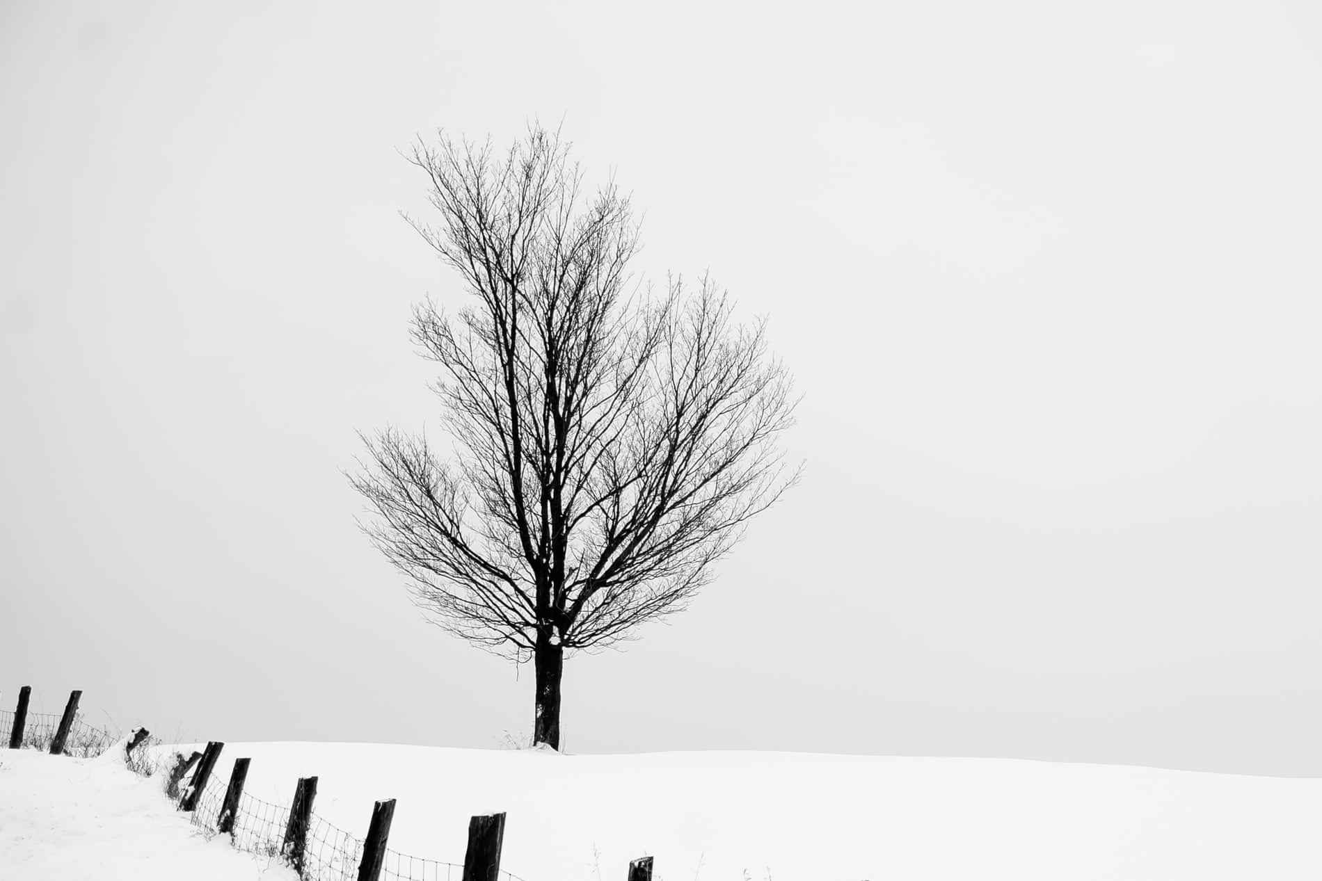 Single tree in snowy field