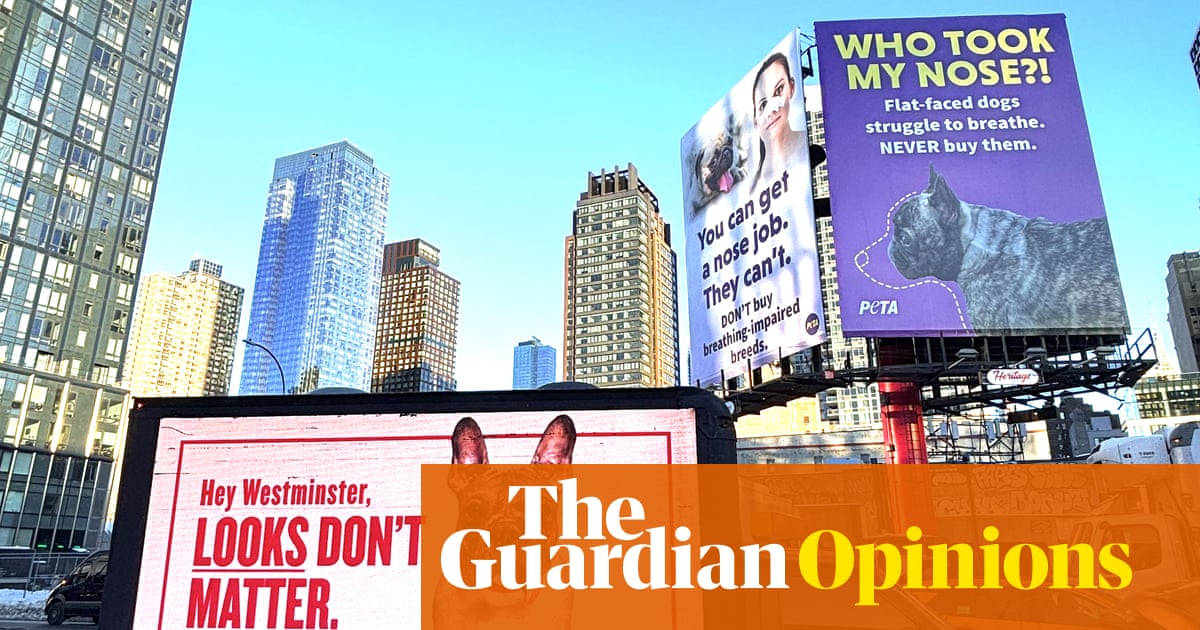 New York City's real animal welfare crisis isn't the Westminster Dog Show | Lauren Caulk