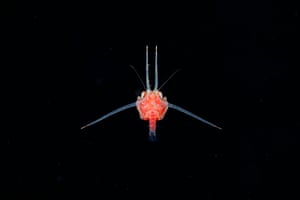 Megalopa larva of deepwater carrier crab