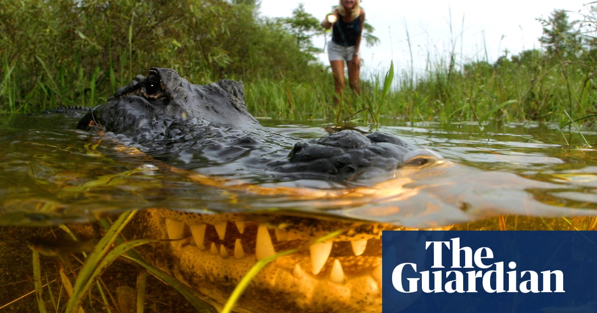 Alligators just want to have fun: Florida images may show predators at play