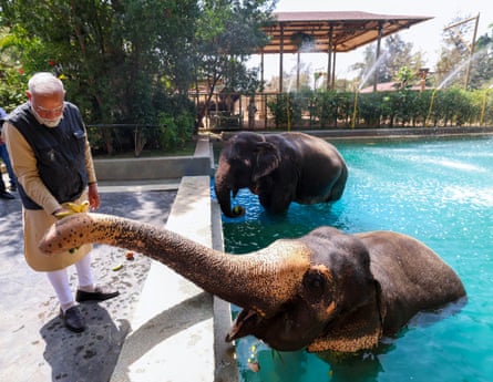 Modi stands beside a pool in which two elephants are cooling off. One is reaching its trunk out to Modi