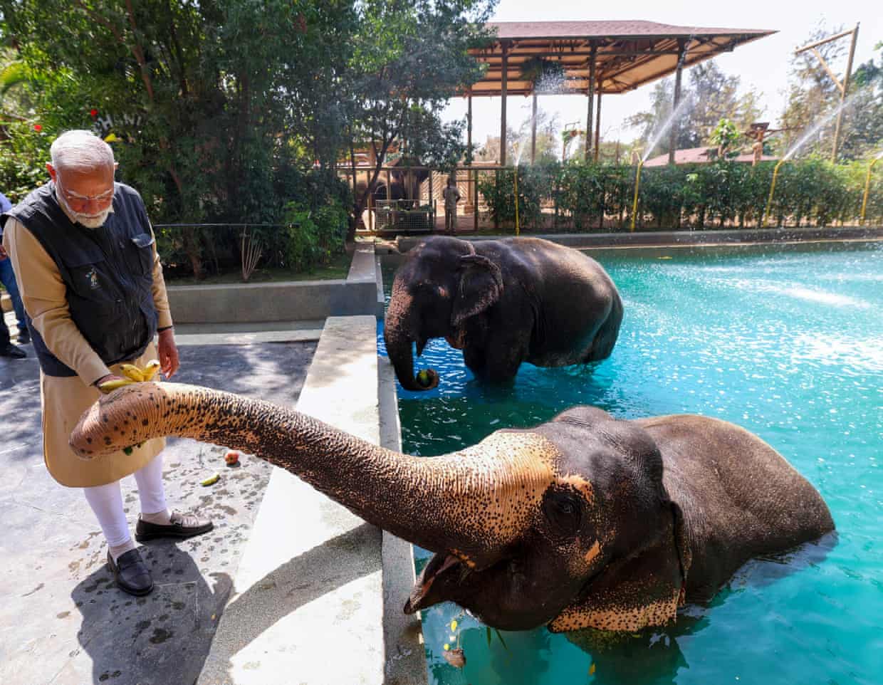 Modi stands beside a pool in which two elephants are cooling off. One is reaching its trunk out to Modi